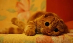 Scottish fold kitchens: jak zavolat domácího mazlíčka